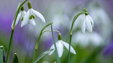 Schneeglöckchen mit mehreren offenen Blüten | Bild: Picture alliance/dpa