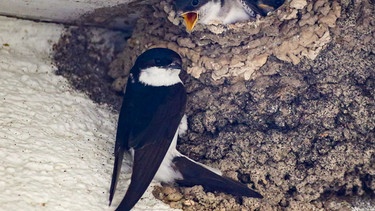 Schwalben am Nest | Bild: Picture alliance/dpa