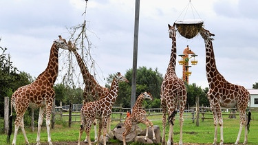 Giraffenfamilie mit Nachwuchs. | Bild: Radio Bremen