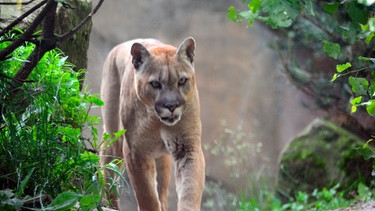 Puma im Zoo am Meer Bremerhaven. | Bild: Radio Bremen/Volkmar Struessmann