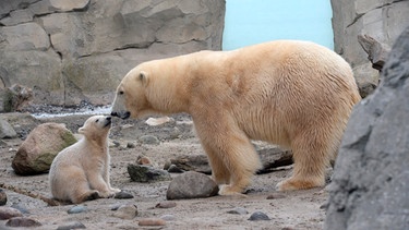 Eisbärbaby mit Mutter Valeska auf der Freianlage im Zoo am Meer Bremerhaven. | Bild: Radio Bremen/Volkmar Struessmann