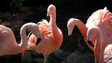 Rosa-rot geht es den Flamingos: Dank eines Spezialfutters hat sich ihr Federkleid wieder prächtig durchgefärbt. | Bild: Radio Bremen/Volkmar Strüßmann