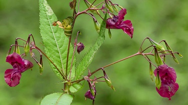 Rosa Blüten des indischen Springkrauts | Bild: Picture alliance/dpa