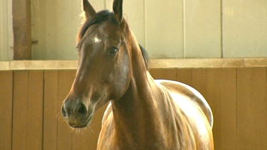 Der Irish Hunter Victor lässt niemanden auf sich reiten. | Bild: 5ǀ14 FILM/BR/NDR