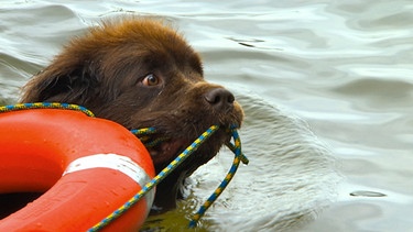 Maja soll einen Rettungsring zu einer Person im Wasser bringen. | Bild: 5ǀ14 FILM/BR/NDR