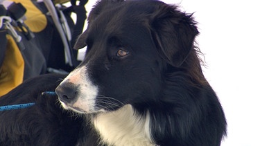 Für die beiden einjährigen Lawinenhunde, Bordercollie Cami und Labrador Spike, geht es weiter mit der Ausbildung in den Schweizer Alpen. Neben Ausgrabungsarbeiten in meterhohen Schneemassen, stehen Skilift fahren und Abfahrt auf dem Programm. Mit dem Hund Ski-abwärts ... | Bild: 5ǀ14 FILM/BR/NDR