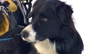 Für die beiden einjährigen Lawinenhunde, Bordercollie Cami und Labrador Spike, geht es weiter mit der Ausbildung in den Schweizer Alpen. Neben Ausgrabungsarbeiten in meterhohen Schneemassen, stehen Skilift fahren und Abfahrt auf dem Programm. Mit dem Hund Ski-abwärts ... | Bild: 5ǀ14 FILM/BR/NDR