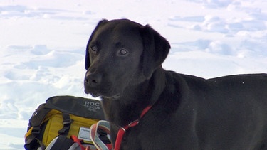 Für die beiden einjährigen Lawinenhunde, Bordercollie Cami und Labrador Spike, geht es weiter mit der Ausbildung in den Schweizer Alpen. Neben Ausgrabungsarbeiten in meterhohen Schneemassen, stehen Skilift fahren und Abfahrt auf dem Programm. Mit dem Hund Ski-abwärts ... | Bild: 5ǀ14 FILM/BR/NDR