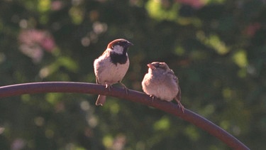 Altvogel und Jungspatz. | Bild: BR/Jürgen Eichinger