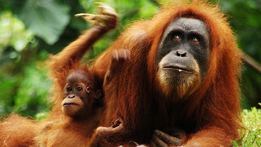 Die Bande zwischen der Orang-Utan-Mutter und ihrem Jungen sind sehr eng. | Bild: BBC/BR/Shutterstock 2015/Stanislav Fosenbauer