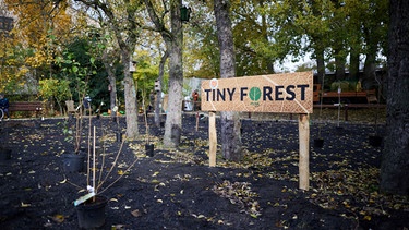Tiny forest Schild mit Pflanzung in einem Berliner Seniorenheim | Bild: Picture alliance/dpa