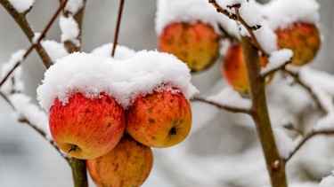 Verschrumpelte Äpfel im Schnee | Bild: Picture alliance/dpa