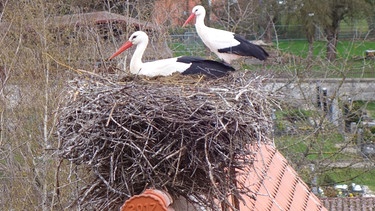 Im kleinen Ort Uehlfeld im Aischgrund leben im Sommer über 250 Störche. Aber die Störche hinterlassen auch viel Dreck und ihre Horste sind bis zu 800 Kilo schwer. Als Bauplatz besonders beliebt ist, neben den Dächern, die Uehlfelder Kirche. | Bild: BR/Angelika Vogel