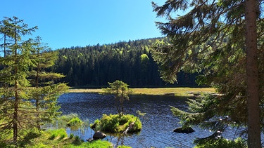 Frühling am Kleinen Arbersee. Er ist ein Juwel in der waldreichen Landschaft des Lamer Winkels und eine Besonderheit im Naturpark Oberer Bayerischer Wald: der Kleine Arbersee. Zu Zwecken der Holztrift wurde der See einst angestaut, dadurch haben sich Moorfilze vom Grund gelöst, schwimmende Inseln entstanden. | Bild: BR/Brigitte Kornberger