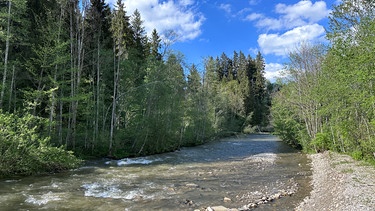 Die Wertach. Breiter und sehr naturnaher Fluss im Oberallgäu. | Bild: BR/Markus Schmidbauer