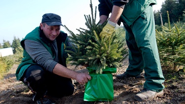 Kleiner Weihnachtbaum im Topf wird verpackt | Bild: Picture alliance/dpa