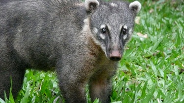 Coatis - wie die Nasenbären auf portugiesisch heißen -  machen an den Wasserfällen von Iguassu ihrem Namen alle Ehre. Der lange bewegliche Riechkolben führt sie überall dorthin, wo sich viele Touristen an Brasiliens größtem Naturschauspiel versammeln. | Bild: BR/Claus Adam