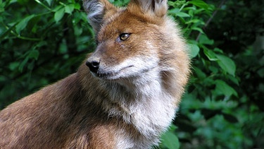 Rothunde sind höchst soziale und kooperative Tiere, die im Rudel leben und jagen. In Südindiens Periyar Nationalpark hat Arun Venkataraman jahrelang die Tiere beobachten können. Er ist einer der wenigen Forscher, die schon ganz nah an den heimlichen Jäger herangekommen sind, und er entdeckte unglaublich faszinierende Details im Sozialleben einer Rothundgruppe. | Bild: BR/Andrea Rüthlein