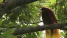 Kaum ein Zoo oder Vogelpark beherrscht die Haltung der auffälligsten Kreaturen der Vogelwelt - den Paradiesvögeln. Wer sie mit eigenen Augen sehen will, dem bleibt nur der unzugängliche Urwald Neu Guineas - oder aber, wie hier im Bild, der "Jurong BirdPark" mitten in Singapur. | Bild: BR/Eberhard Meyer