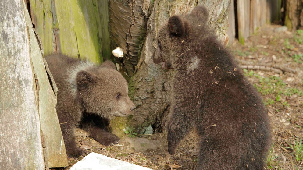 Im Januar 2013 wird eine Bärin an der Grenze zu Tschechien tot aufgefunden, wahrscheinlich erschossen. Die Spuren der Bärin führen im Schnee zu einer Felshöhle, in der zwei Jungtiere liegen. Die werden zu Vaclav Chaloupek, einem tschechischen Tierschützer und Naturfotografen, der schon mehrfach verwaiste Bären aufgezogen hat, gebracht. | Bild: BR/Angelika Sigl