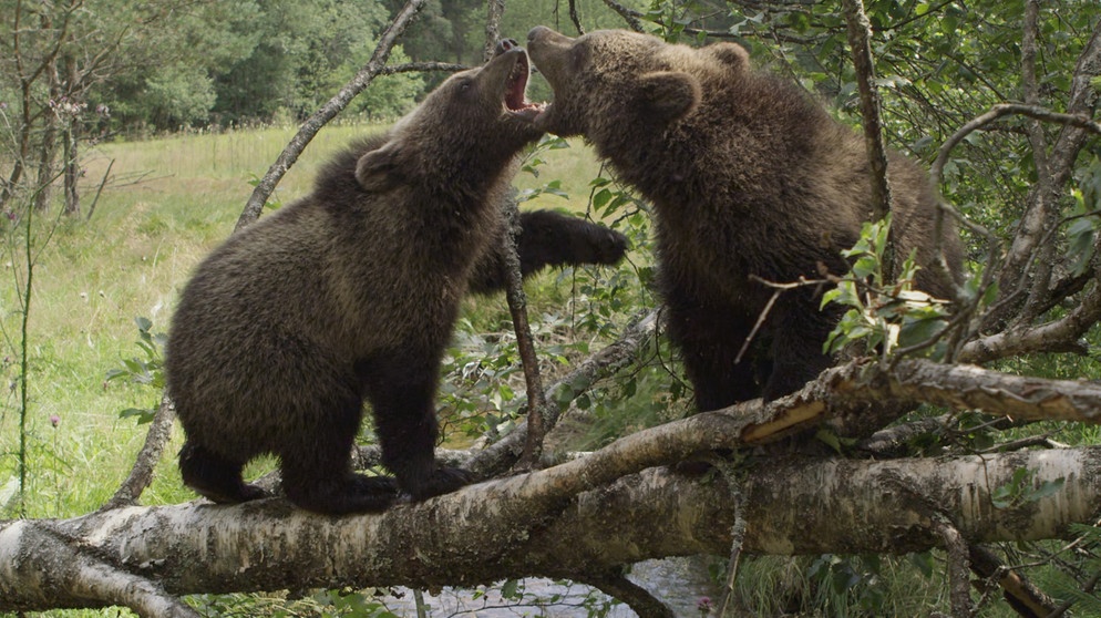 Der Zuschauer ist in der dritten Folge des Vierteilers dabei wie die Bären die Natur erforschen. Das machen sie mit viel Überlegung und vor allem das Weibchen, mit Klugheit. Das Männchen sielt mit seiner Kraft und trainiert, das was er später als "Mann" können muss: imponieren und Rivalen ausschalten. Dabei ist ihm seine Schwester eine gute Lehrmeisterin, wenn auch nicht adäquate Sparring-Partnerin. | Bild: BR/Angelika Sigl