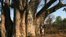 Sie heißen auf Afrikaans Baobab, auf Deutsch "Afrikanischer Affenbrotbaum", gemeint ist eine der riesigsten Baumarten des Kontinents. Sie werden bis zu 800 Jahre alt und haben ab dem 80. Lebensjahr einen Durchmesser von bis zu sechs Metern bei einer Höhe von bis zu 20 Metern. Diese "Riesen" bilden den Lebensraum für viele Vogelarten, aber auch für andere Lebewesen. Eine besondere Ansammlung dieser Baumriesen befindet sich in Thulamela im nördlichsten Zipfel des Kruger-Parks. Hier stehen diese jahrhundertealten Bäume in Reih und Glied, in genau gleichem Abstand. | Bild: BR