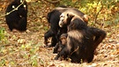 Im Mahale Mountains National Park lebt die größte habituierte Schimpansengruppe der Welt. Dem Besucher tut sich ein schier undurchdringlicher Bergwald auf, in dem diese Affen leben. Seit Jahrzehnten sind Forscher hier stationiert, um das Verhalten der rund 800 Affen zu studieren. | Bild: BR/Dr. Christof Schenck