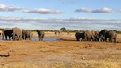 Die Elefanten an der Wasserstelle verunsichern die Giraffen. | Bild: BR/Catherine Kanhema