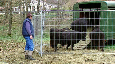 Sie sind keine gewöhnlichen Rindviecher - Sepp und Xaver, zwei junge Galloways, fressen für den Naturschutz. Zusammen mit fünf Artgenossen leben sie im Sommer in einem Tal bei Jettenbach am Inn. | Bild: BR