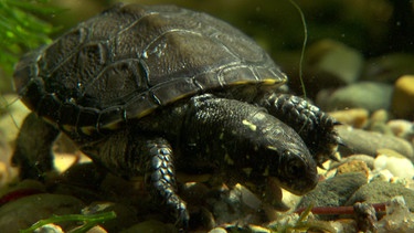 Ein Europäisches Sumpfschildkrötenbaby jagt eine Mückenlarve. | Bild: BR/Markus Schmidbauer