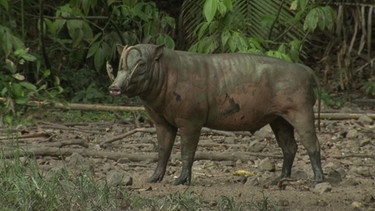 Babirusa - so wird der in Indonesien lebende Hirscheber genannt. Diese Tierart steht in dem Verdacht, sich selbst zu töten, denn seine Hauer, die größer sind als bei anderen Schweinen, ragen nicht aus dem Maul heraus, sondern bilden beim Wachstum einen Bogen nach hinten. Dabei wachsen die Hauerspitzen mitunter bis zum Kopf und sogar ins Gehirn hinein - und so schneidet sich der Babirusa gelegentlich ins eigene Fleisch. | Bild: BR