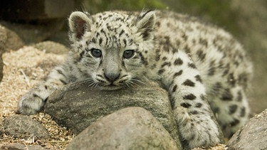 Ein Schneeleopardenbaby. | Bild: BR/Tom Svensson/Nordens Ark