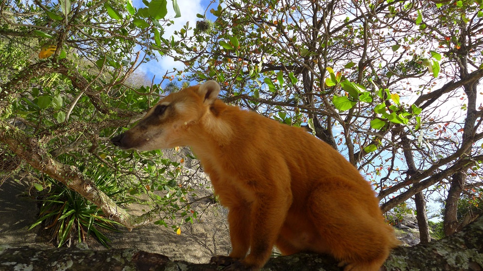 Mitten in der Stadt Rio liegt ein Nationalpark. Nasenbären (im Bild) und Kapuzineraffen leben im sogenannten Floresta di Tijuca, der die berühmte Jesusstatue umringt. Selbst in einigen Favelas gibt es vermehrt Schutzbemühungen um wilde Tiere. Und weil die Stadt mitten im atlantischen Regenwald liegt, kommt es hin und wieder auch zu unerwartetem Besuch in der Küche ... | Bild: BR/Thomas Schleider