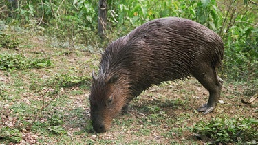 Mitten im Herzen von Brasilien leben die größten Nager der Welt. In Brasilien werden sie "Capybara - Herr der Gräser" genannt, denn Wasserschweine trifft man hauptsächlich im Grasland vom Pantanal an, dem größten Feuchtschutzgebiet Südamerikas. | Bild: BR