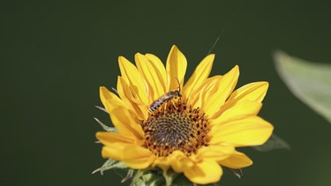 Gelbbindige Furchenbiene (Halictus scabiosae) auf gelber Blüte | Bild: Picture alliance/dpa