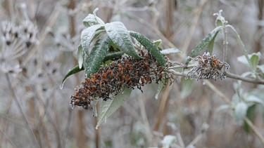 Sommerflieder im Winter | Bild: Picture alliance/dpa