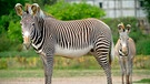 Ein Grevy-Zebra mit Jungtier im Tierpark Berlin. | Bild: RBB/Thomas Ernst