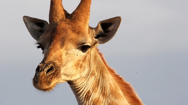 Eines der schönsten Wildreservate im südlichen Afrika ist gerade einmal zwei Jahrzehnte alt. Madikwe folgt dem Motto: "Zurück zur Wildnis!" Heute gilt es als ein Modell der erfolgreichen Renaturalisierung und Wiederansiedlung aller Tierarten, die in der Region jemals gelebt haben könnten.
Im Bild: Giraffe.   | Bild: BR/ORF/Werner Zips