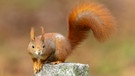 Eichhörnchen (Sciurus vulgaris) auf einem Stein | Bild: picture alliance / imageBROKER | Ronald Wittek