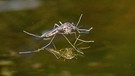 Eine Mücke sitzt auf einer Wasserfläche | Bild: picture alliance / blickwinkel/A. Hartl | andreas hartl
