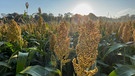 Reife Hirsepflanzen auf einem Feld | Bild: BR