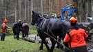 Forstarbeiter mit Holzrückpferden bei der Arbeit | Bild: BR