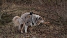 Hund macht Häufchen in Gehölz | Bild: BR