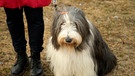 Bearded Collie sitzt neben Frauchen | Bild: BR