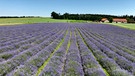 Lavendelfeld in Voralpenlandschaft | Bild: BR