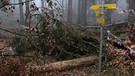 Umgestürzte Bäume auf einem Wanderweg | Bild: BR