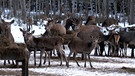 Hirsche bei der Wildtierfütterung | Bild: BR