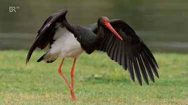 Ein Schwarzstorch | Bild: BR Fernsehen