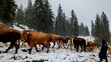 Almabtrieb im Schnee | Bild: BR