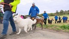 Fährtenhunde bei der bayerischen Landesmeisterschaft | Bild: BR